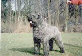 Bild laden 257_HoskyLiodeMarvelyse.jpg