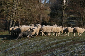 Bild laden 571_DroopydelaBergerieBourbonnaise.jpg