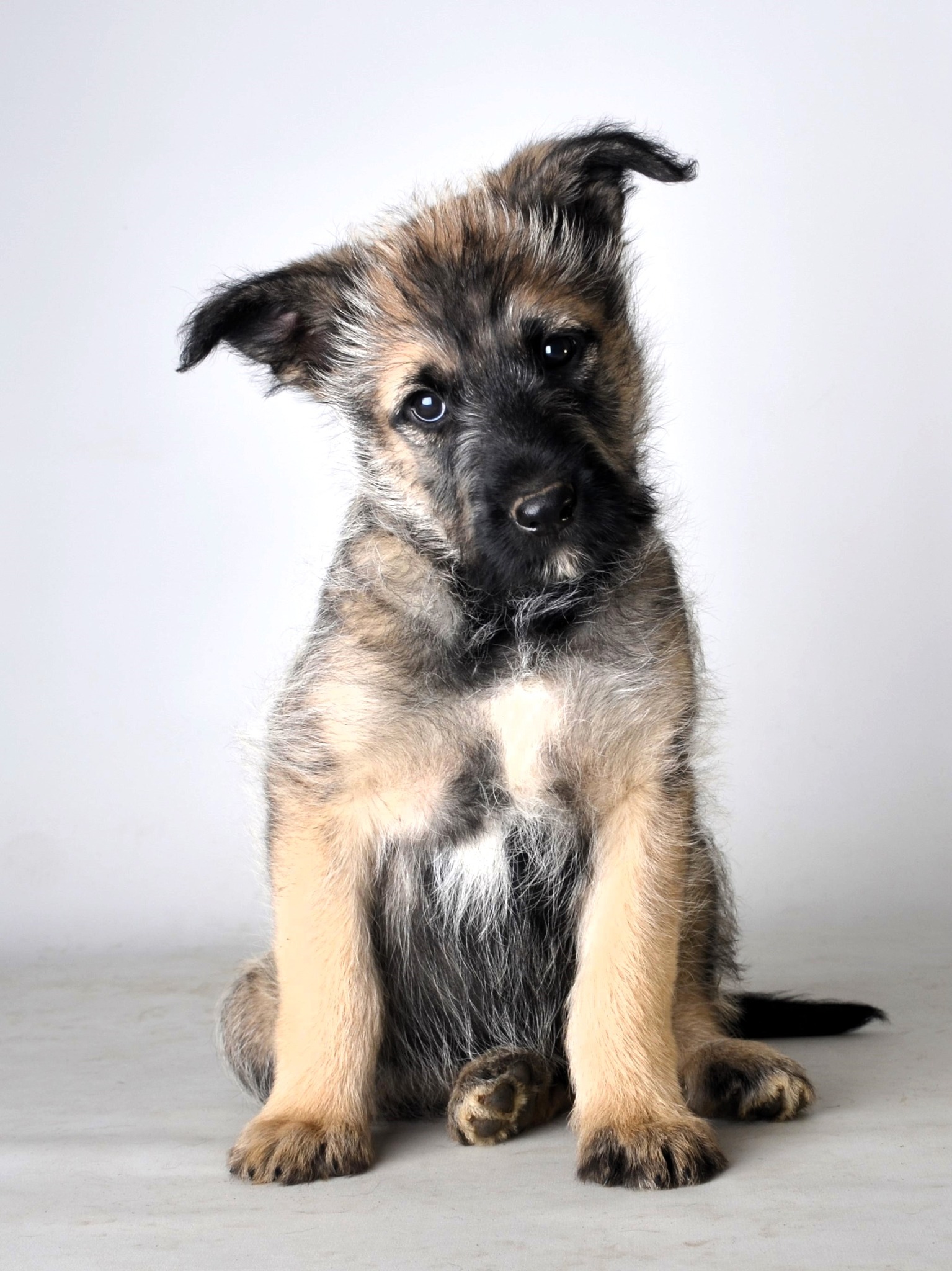 Bild laden wb_449_HasenhirschTeddy.jpg